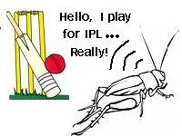 fake-ipl-player