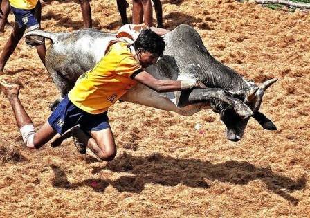 Jallikattu rules